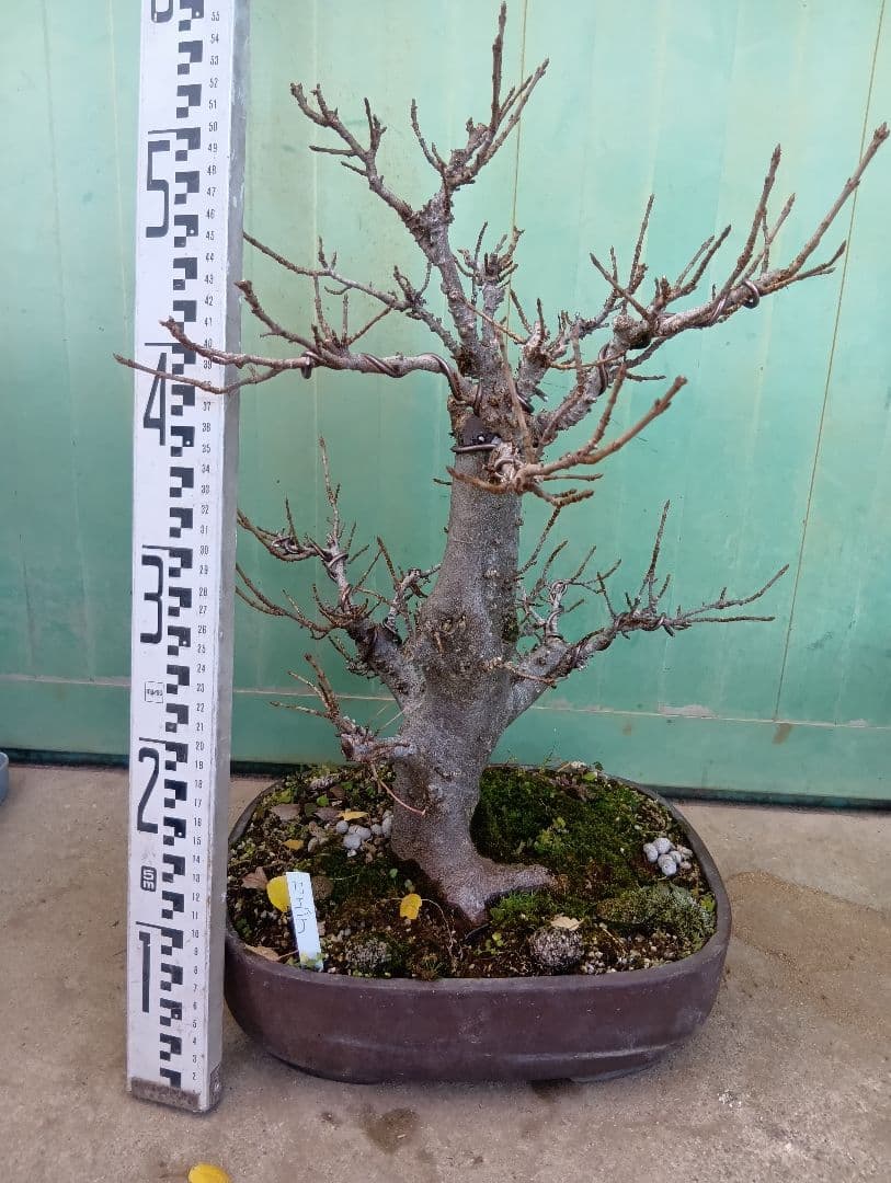 宮様楓（持ち込み古い）盆栽