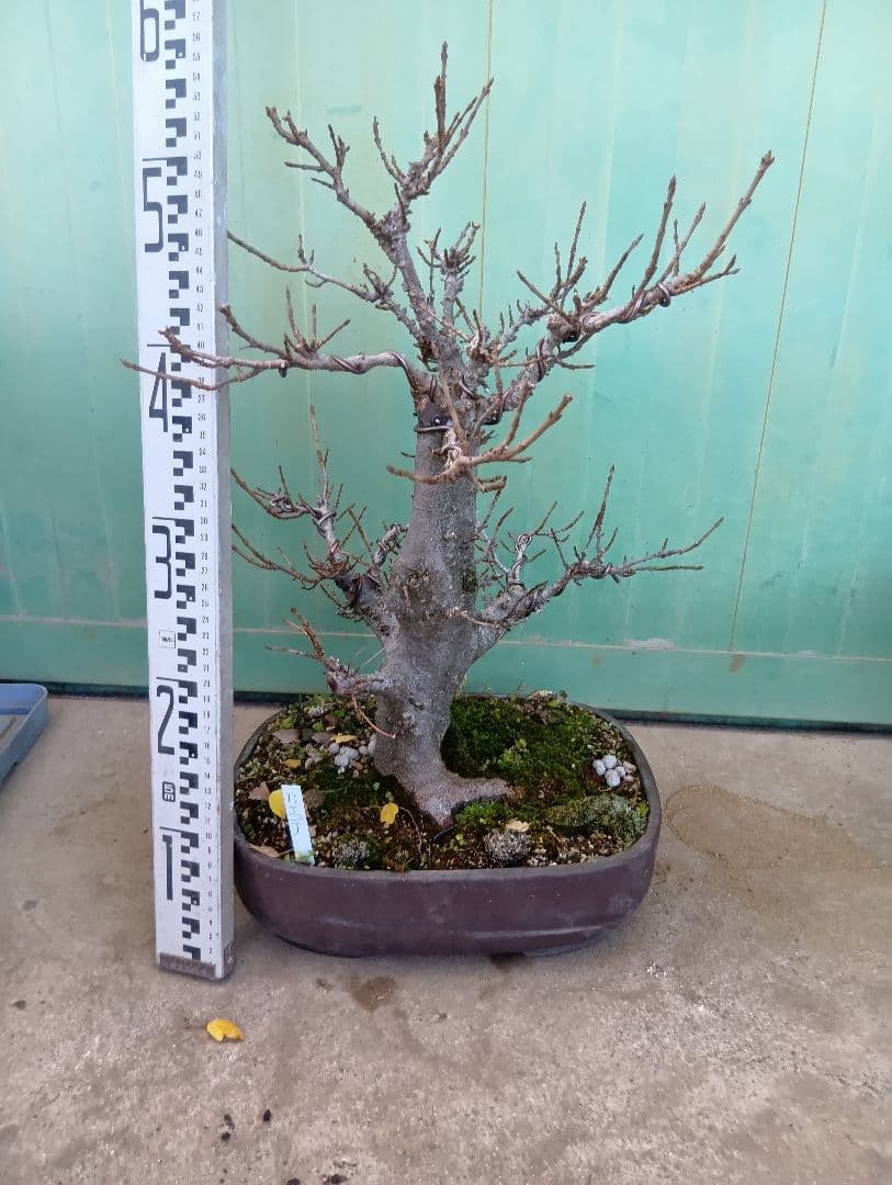 宮様楓（持ち込み古い）盆栽