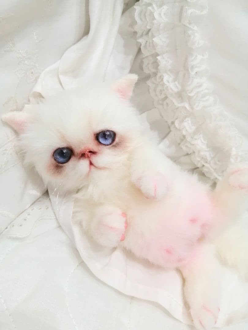 エキゾ♡ペルシャ♡子猫ちゃん♡お腹ぽっこりベビー♡アートドール♡ぬいぐるみ♡