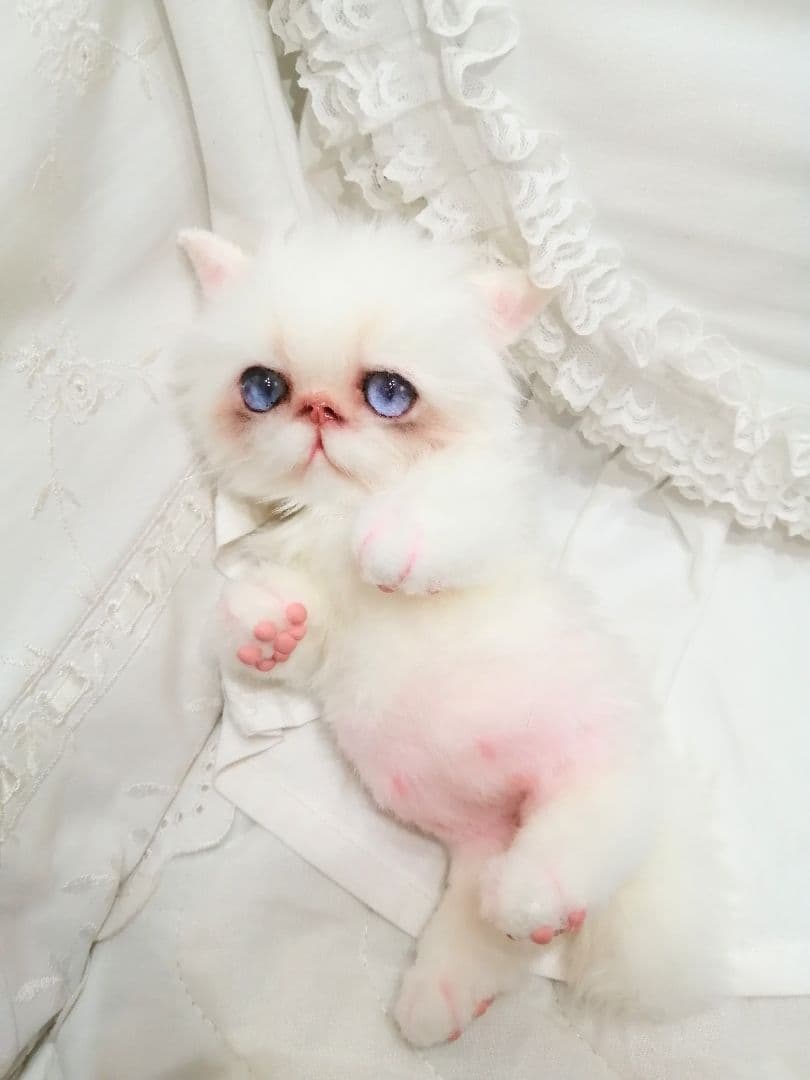 エキゾ♡ペルシャ♡子猫ちゃん♡お腹ぽっこりベビー♡アートドール♡ぬいぐるみ♡