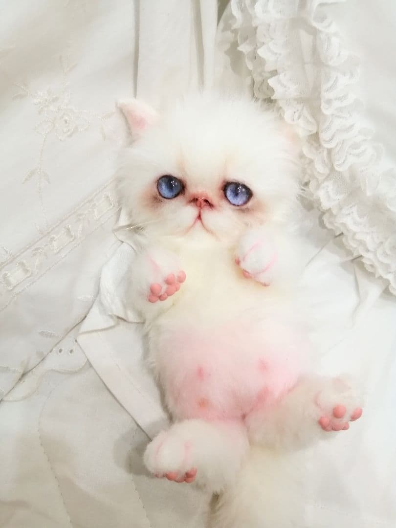 エキゾ♡ペルシャ♡子猫ちゃん♡お腹ぽっこりベビー♡アートドール♡ぬいぐるみ♡