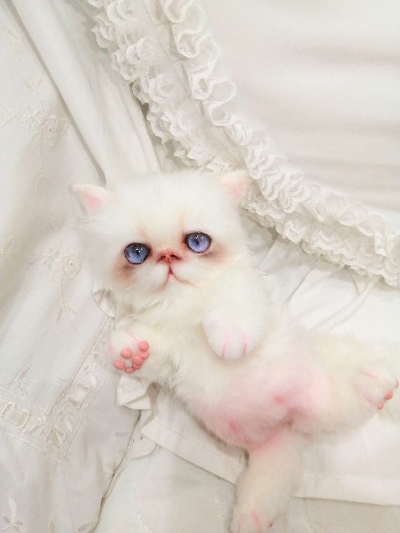 エキゾ♡ペルシャ♡子猫ちゃん♡お腹ぽっこりベビー♡アートドール♡ぬいぐるみ♡