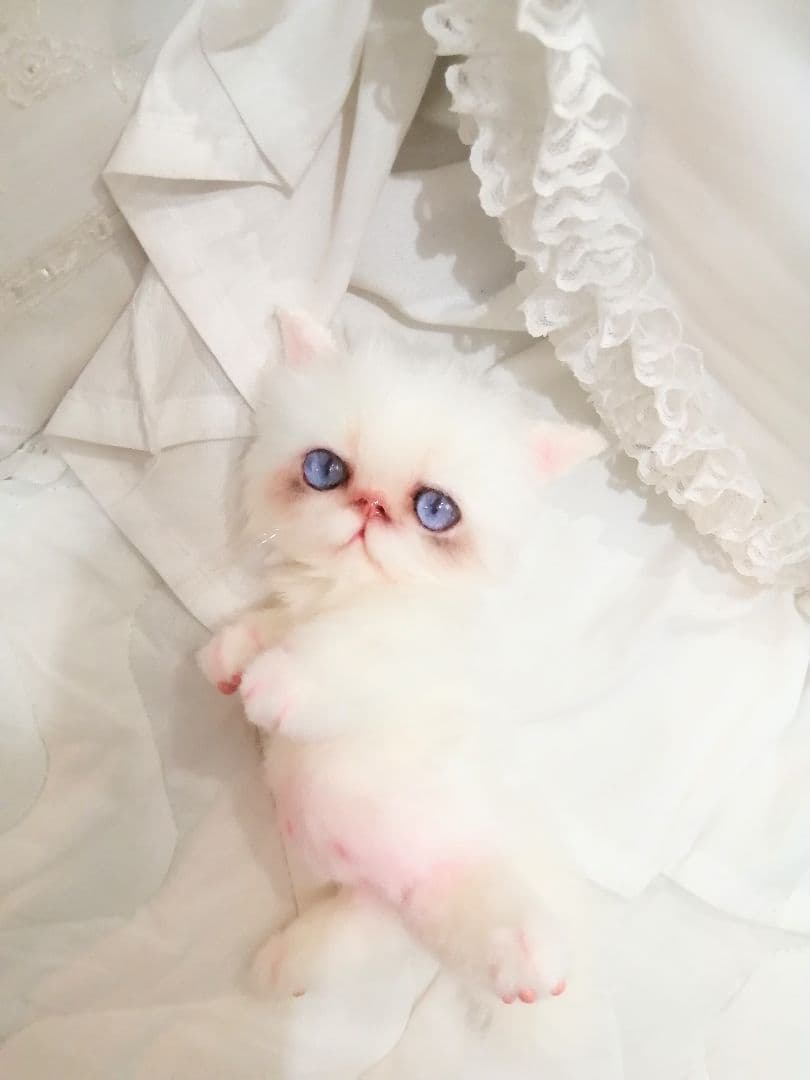 エキゾ♡ペルシャ♡子猫ちゃん♡お腹ぽっこりベビー♡アートドール♡ぬいぐるみ♡