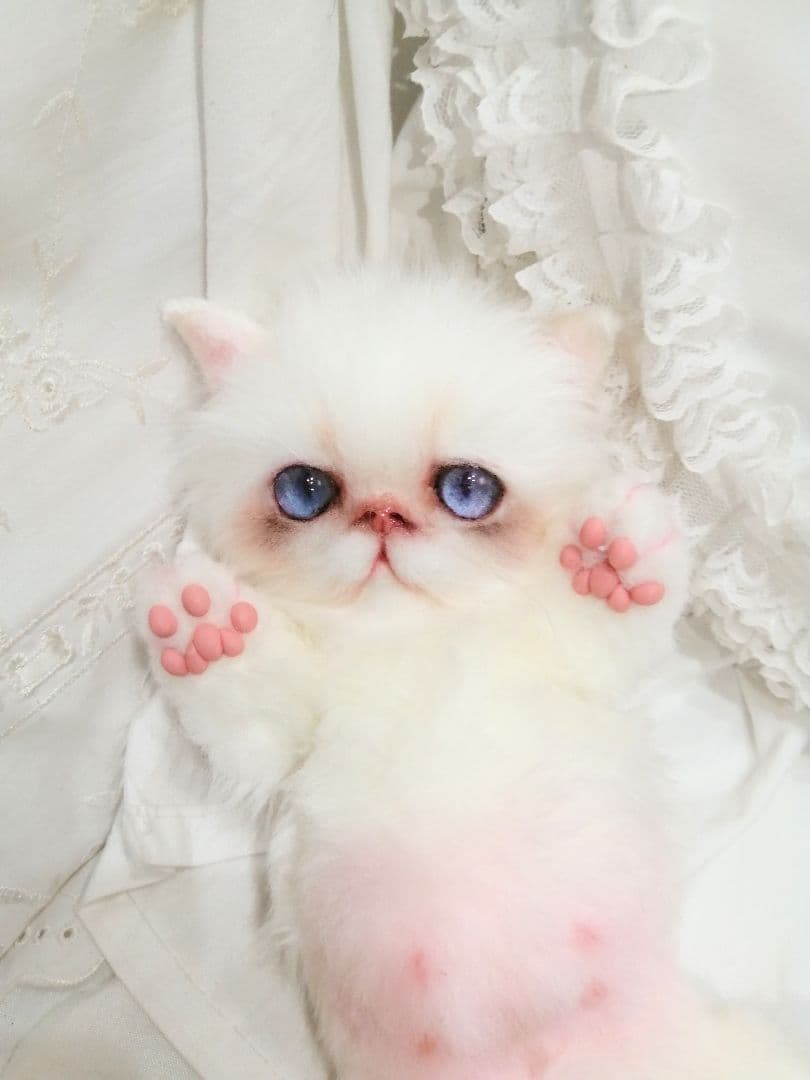 エキゾ♡ペルシャ♡子猫ちゃん♡お腹ぽっこりベビー♡アートドール♡ぬいぐるみ♡