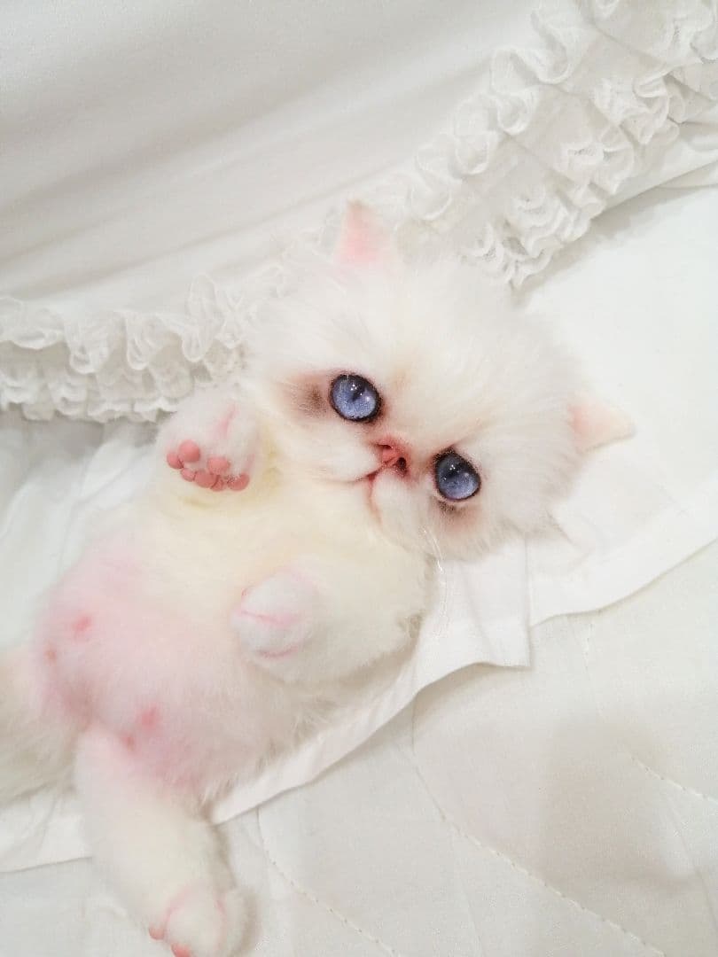 エキゾ♡ペルシャ♡子猫ちゃん♡お腹ぽっこりベビー♡アートドール♡ぬいぐるみ♡