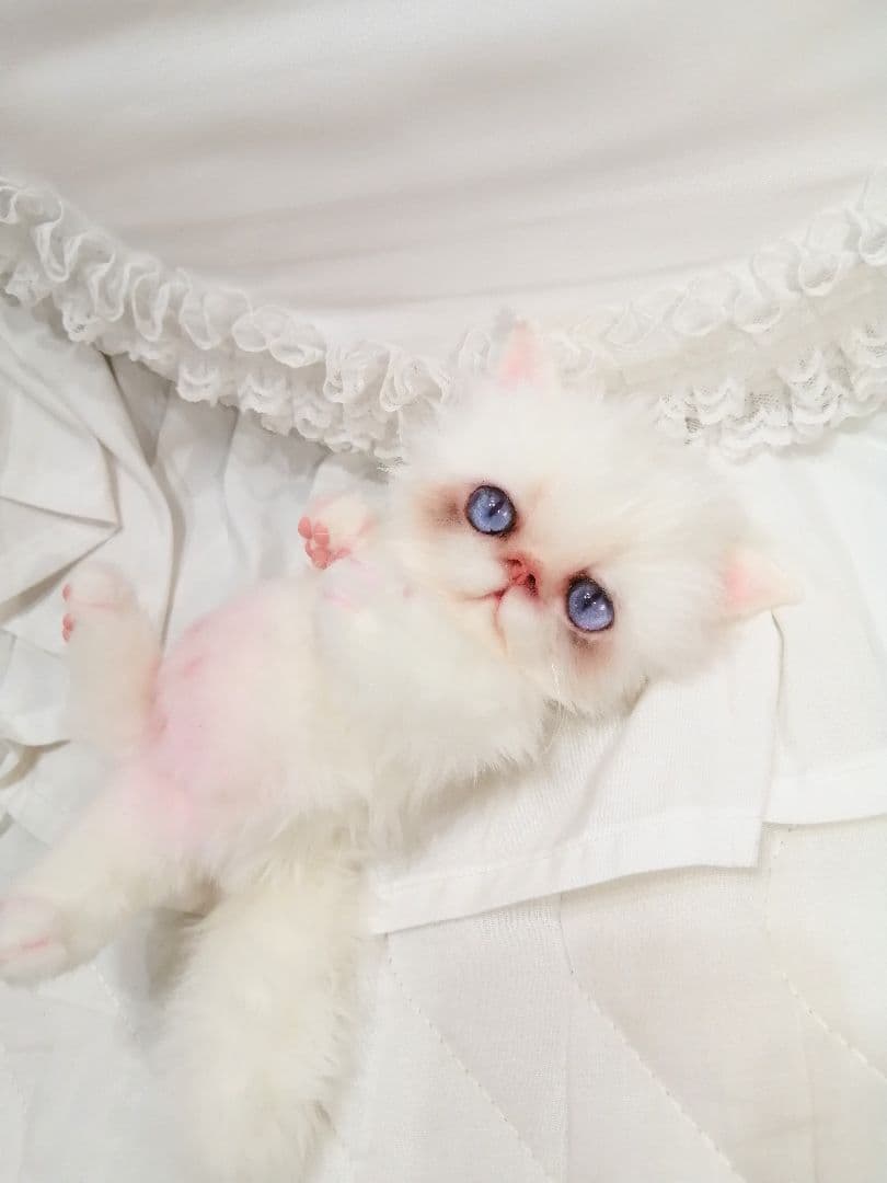 エキゾ♡ペルシャ♡子猫ちゃん♡お腹ぽっこりベビー♡アートドール♡ぬいぐるみ♡