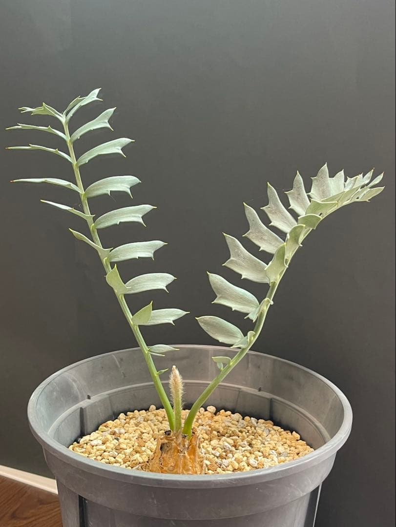 【全葉国内フラッシュ】 南アフリカ産 エンセファラルトス ホリダス