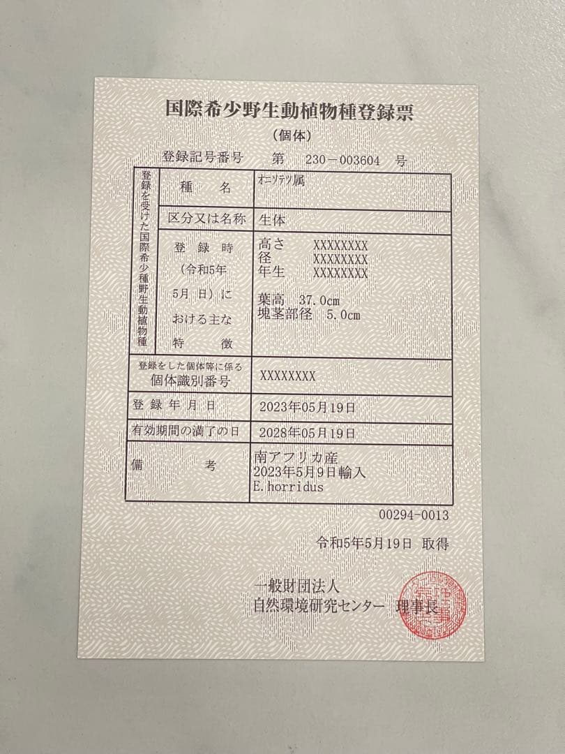 【全葉国内フラッシュ】 南アフリカ産 エンセファラルトス ホリダス