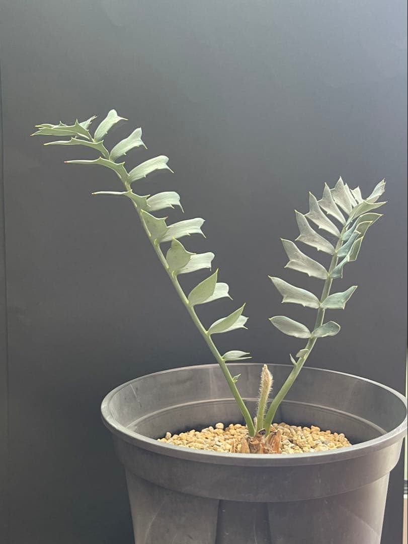 【全葉国内フラッシュ】 南アフリカ産 エンセファラルトス ホリダス