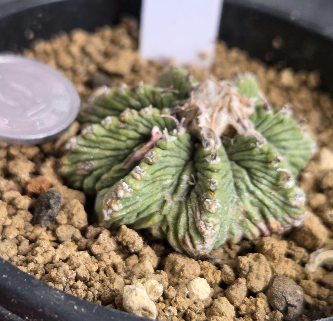 花籠
