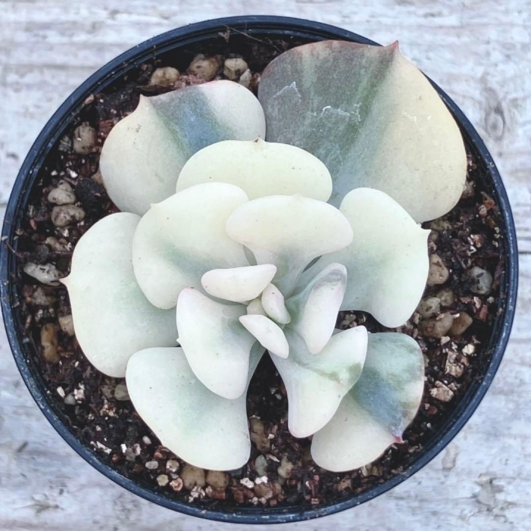多肉植物　覆輪　キュービックフロスティ錦　微根