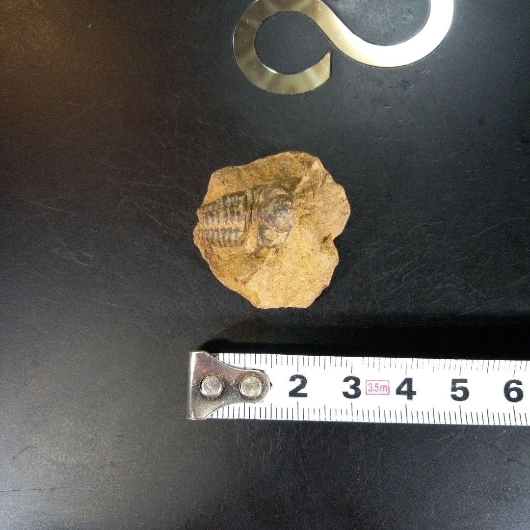 三葉虫　化石　fossil　ボリビア産　trilobite　南アメリカ化石郡③