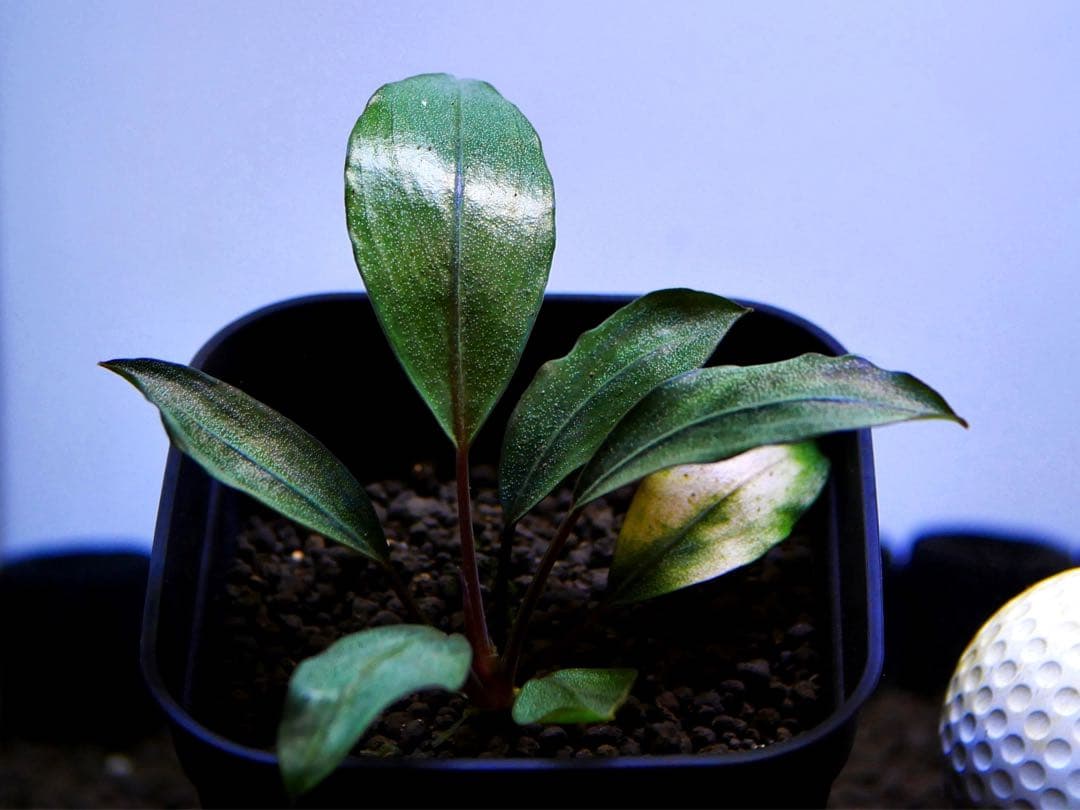 《激美＆激レア》ブセファランドラ『Pearl Gray』【完全水中葉】鉢植え株