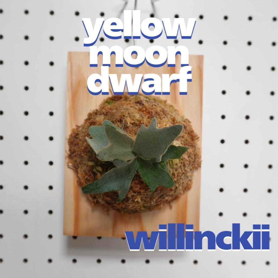ビカクシダ YMDS ウィリンキー系 イエロームーンドワーフ　スポア Y-5