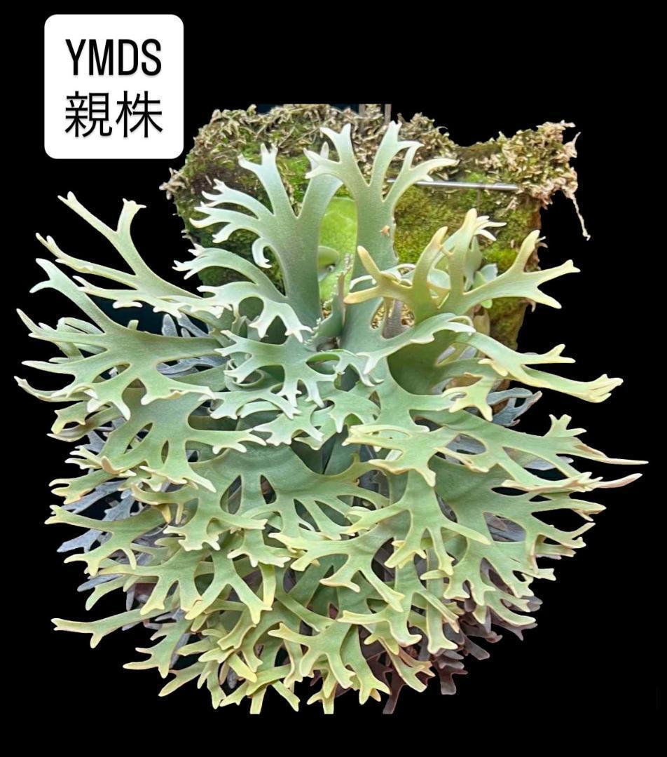 ビカクシダ YMDS ウィリンキー系 イエロームーンドワーフ　スポア Y-5