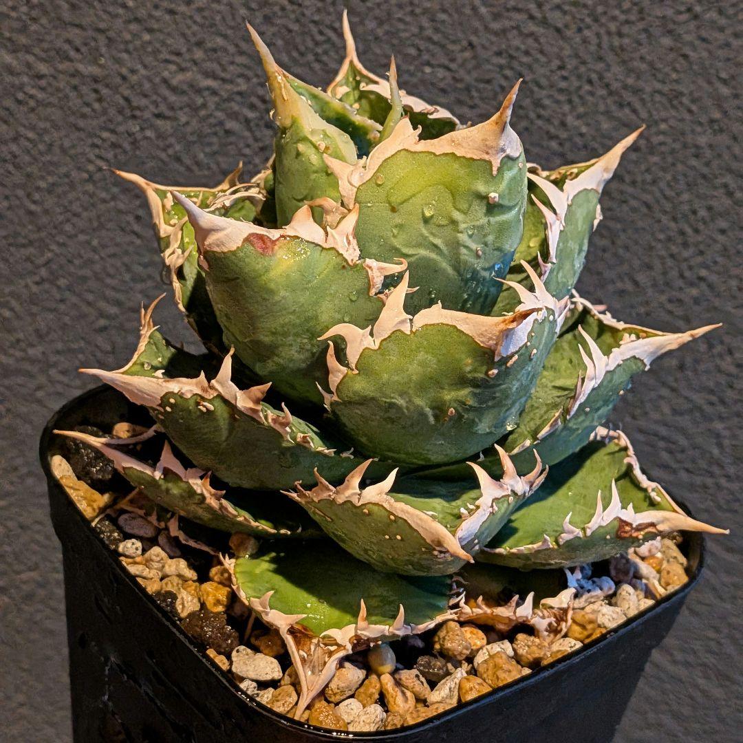 アガベ オテロイ チタノタ ブツブツ スタッズ