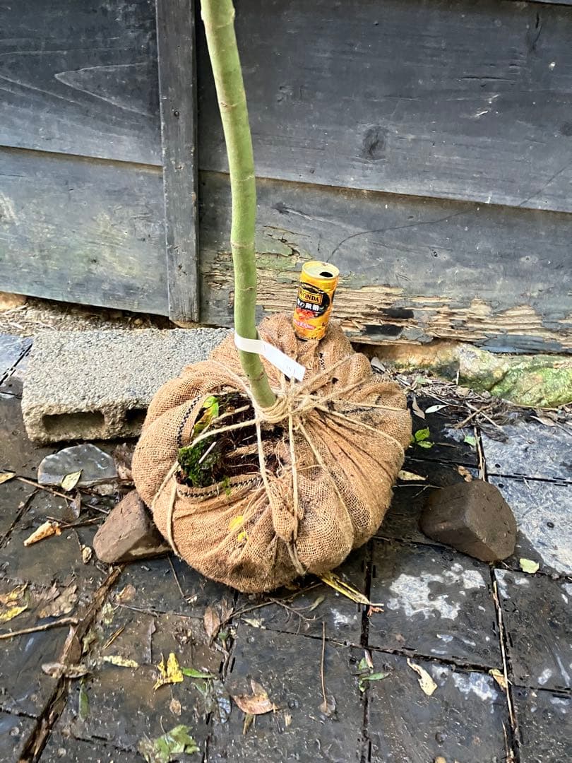 101 山採り　コハウチワカエデ