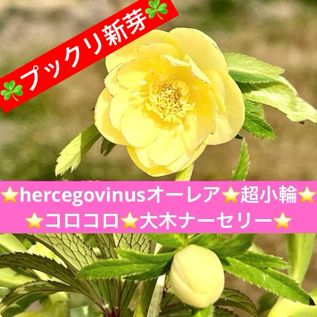 ラ*ク様 3336⭐️hercegovinusオーレア⭐️超小輪⭐️コロコロ⭐️