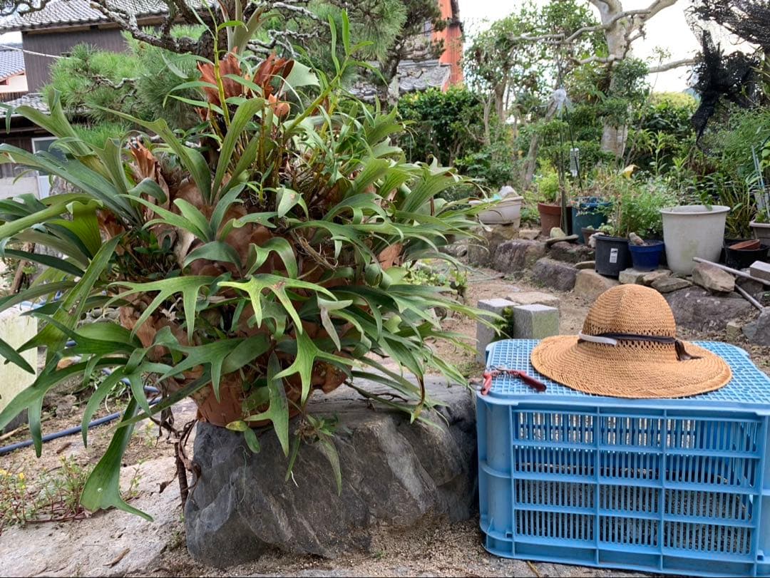 はなはなはなこ