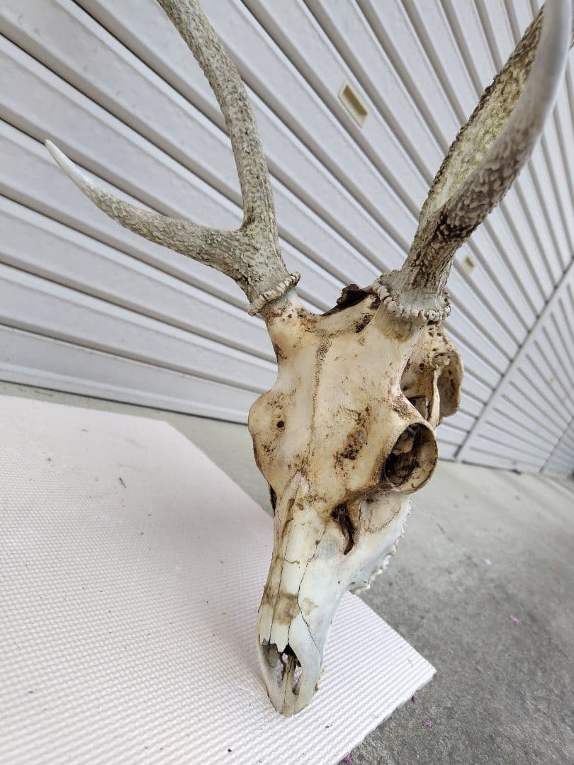 頸椎付き頭蓋骨 鹿の角 No.7 日本鹿 角 壁掛け 匿名配送
