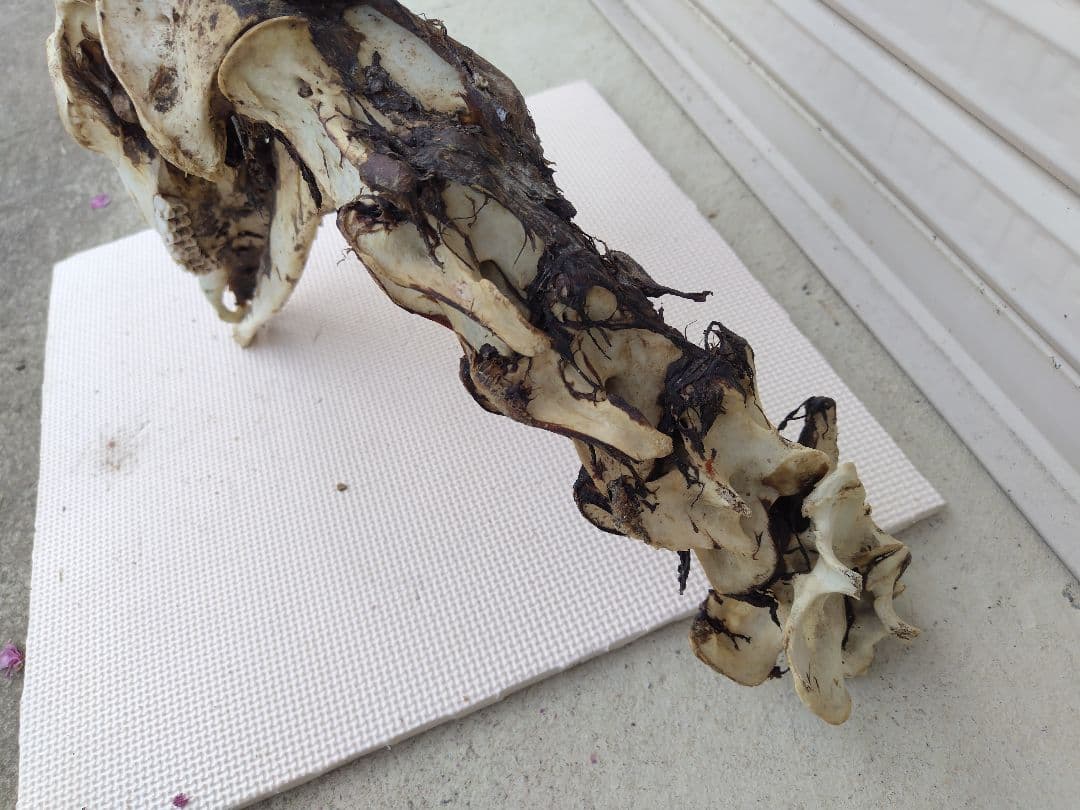 頸椎付き頭蓋骨 鹿の角 No.7 日本鹿 角 壁掛け 匿名配送