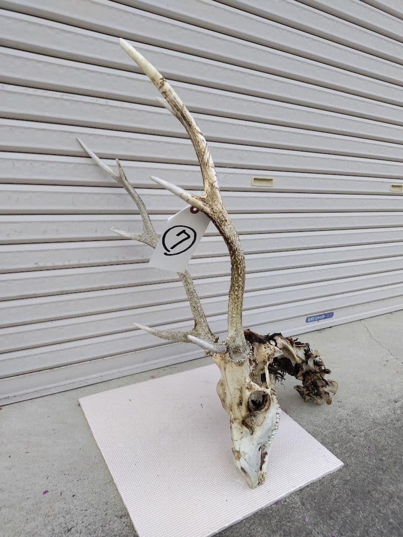 頸椎付き頭蓋骨 鹿の角 No.7 日本鹿 角 壁掛け 匿名配送