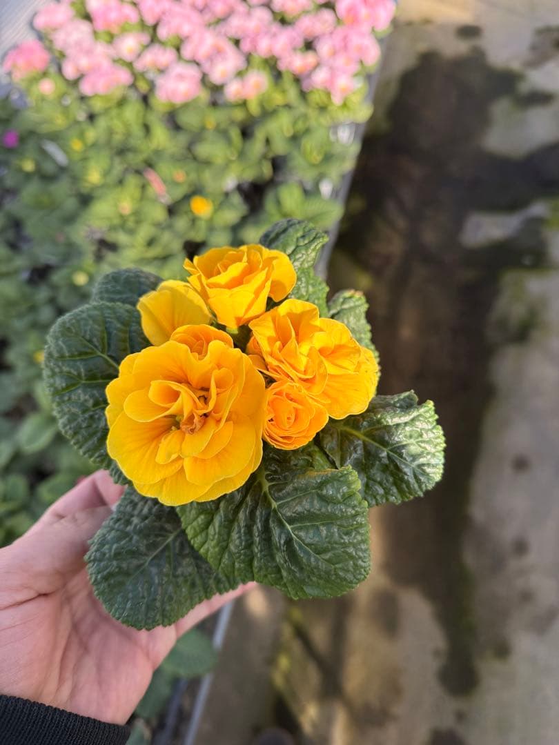 八重プリムラ パラディソダブルシリーズ 10.5cm