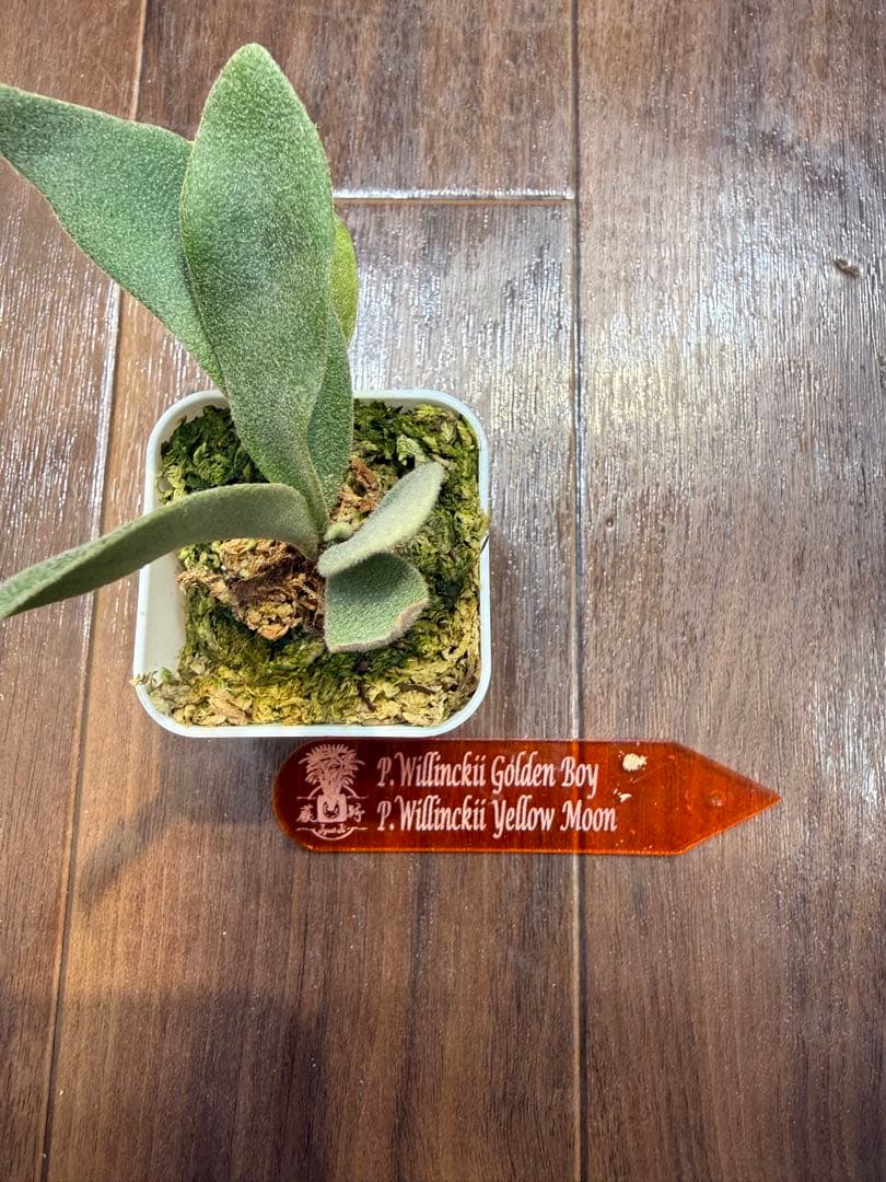 ビカクシダ P.Willinckii Golden Boy & Yellow Moon