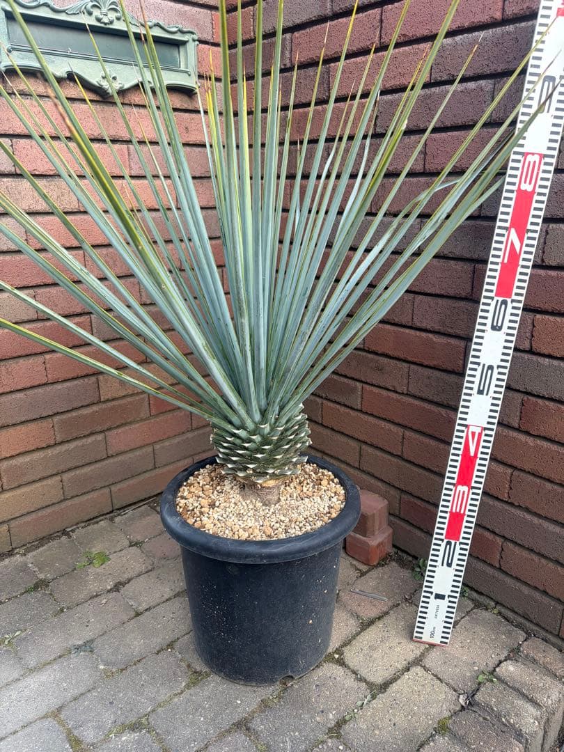 早いもの勝ち　ユッカ　リギダ　う