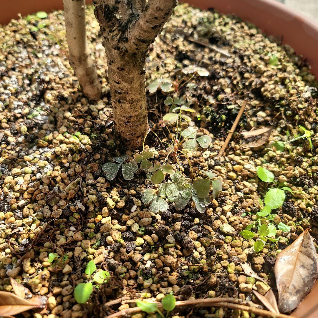 発送できません。金木犀　フレグランスレッドの苗木一つ。きんもくせい　キンモクセイ