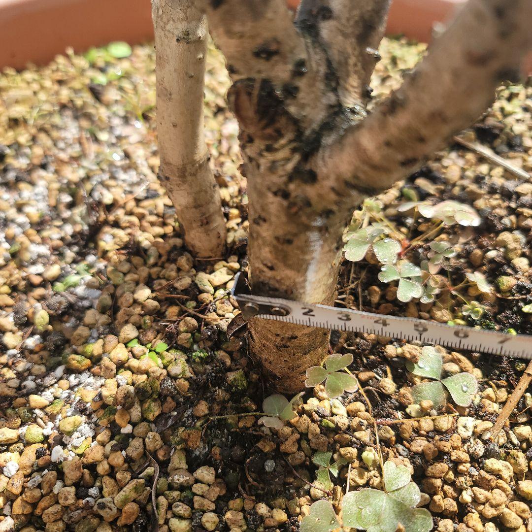 発送できません。金木犀　フレグランスレッドの苗木一つ。きんもくせい　キンモクセイ