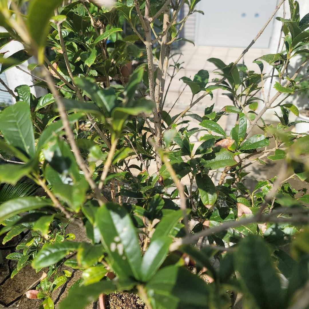 発送できません。金木犀　フレグランスレッドの苗木一つ。きんもくせい　キンモクセイ