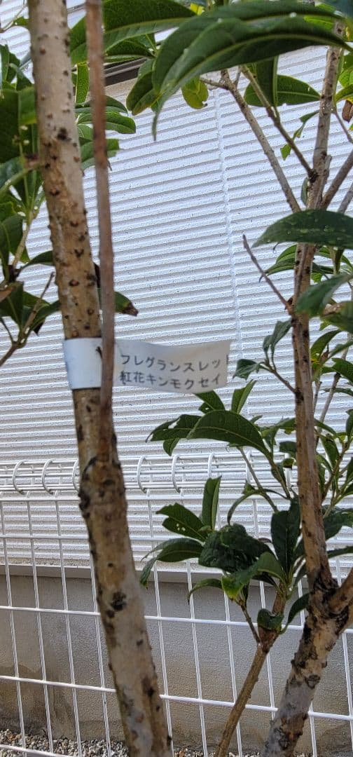 発送できません。金木犀　フレグランスレッドの苗木一つ。きんもくせい　キンモクセイ