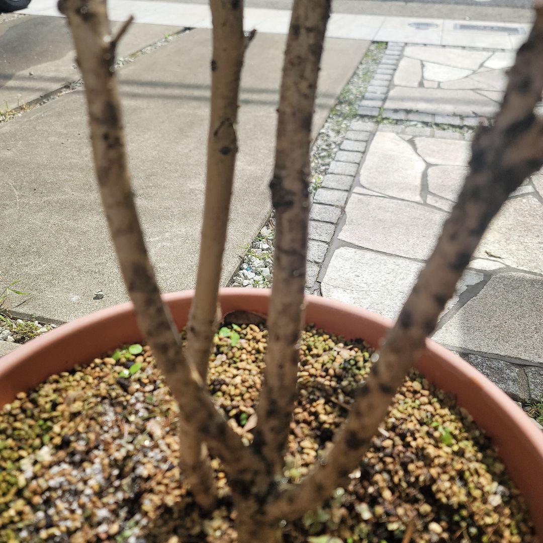 発送できません。金木犀　フレグランスレッドの苗木一つ。きんもくせい　キンモクセイ