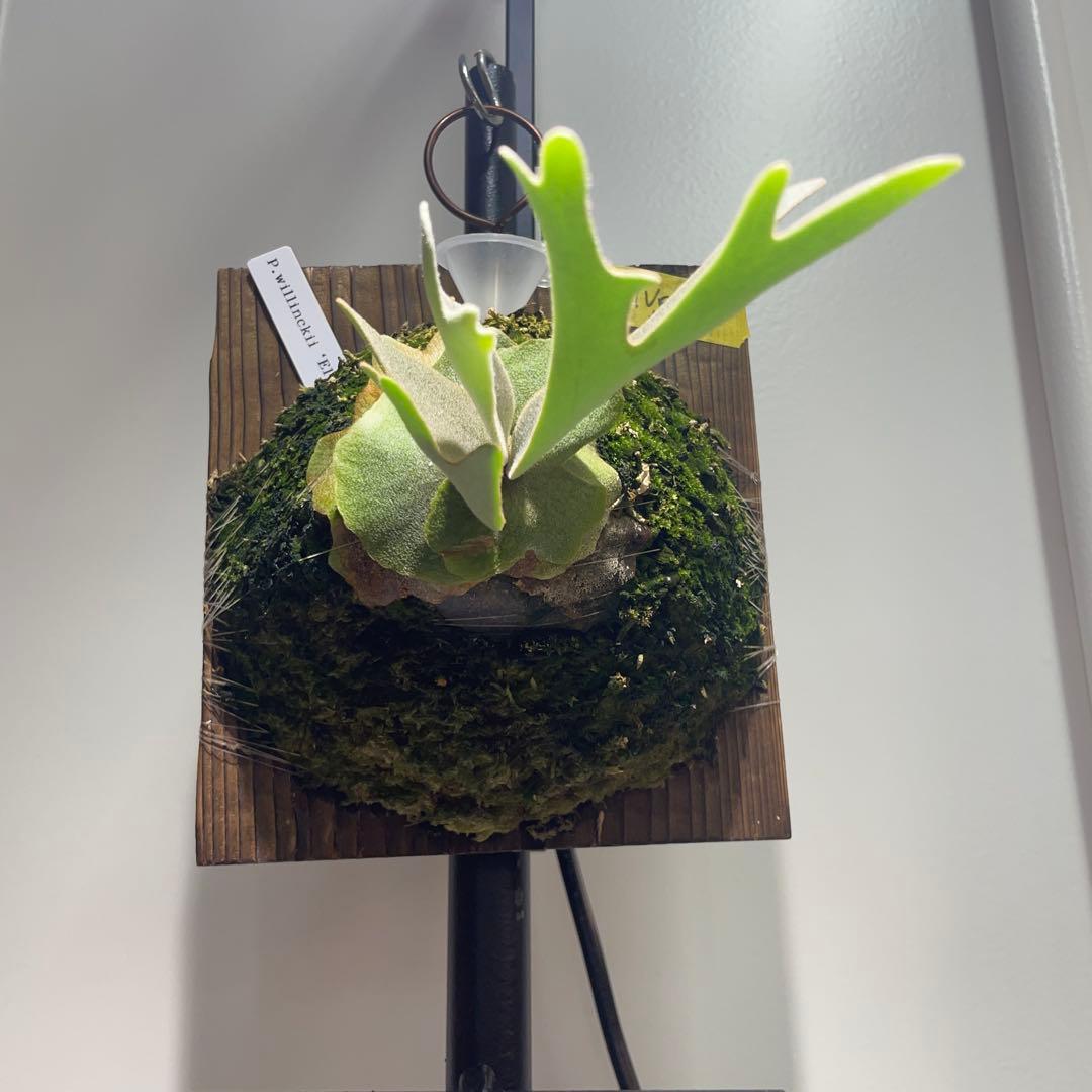 ビカクシダ P. willinckii Elves エルビス　子株 ①