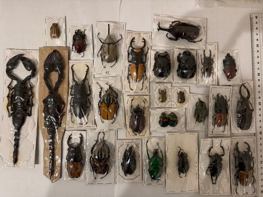 標本　カブトムシ　サソリ　オーべチュール　　コガシラクワガタ　糞虫など