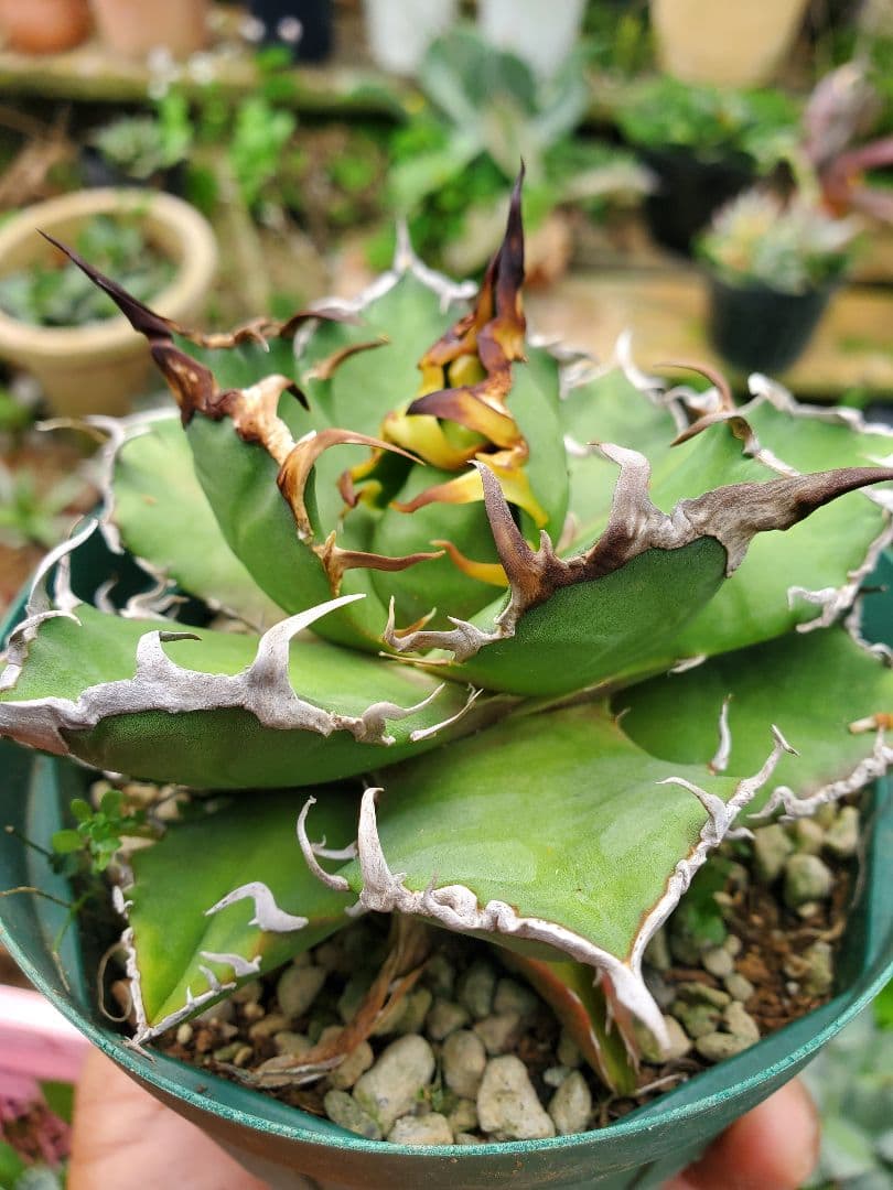 アガベチタノタFO-76  カエサル シーザー 凱撤  Agave