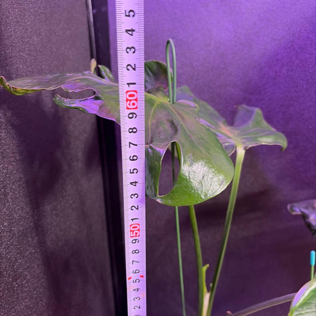 t*p様 奇跡的な一株‼️A モンステラデリシオーサ　ゾンビのミューテーション❣