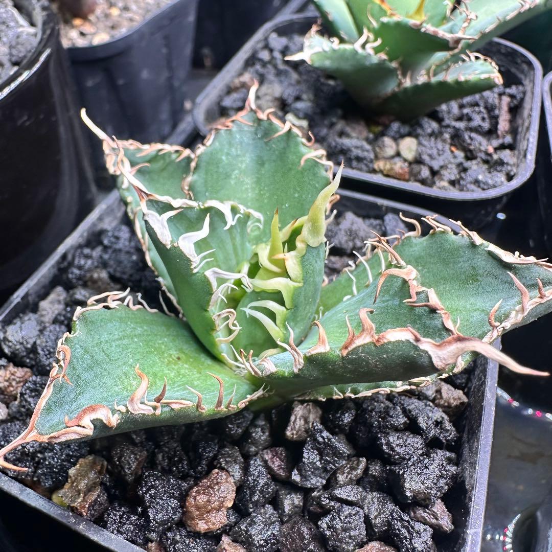 アガベ　オテロイ実生　プレステラ90