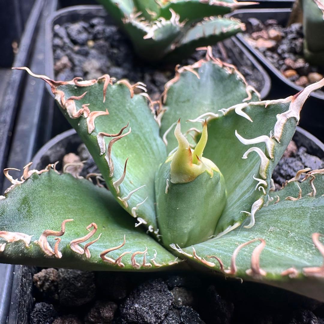 アガベ　オテロイ実生　プレステラ90