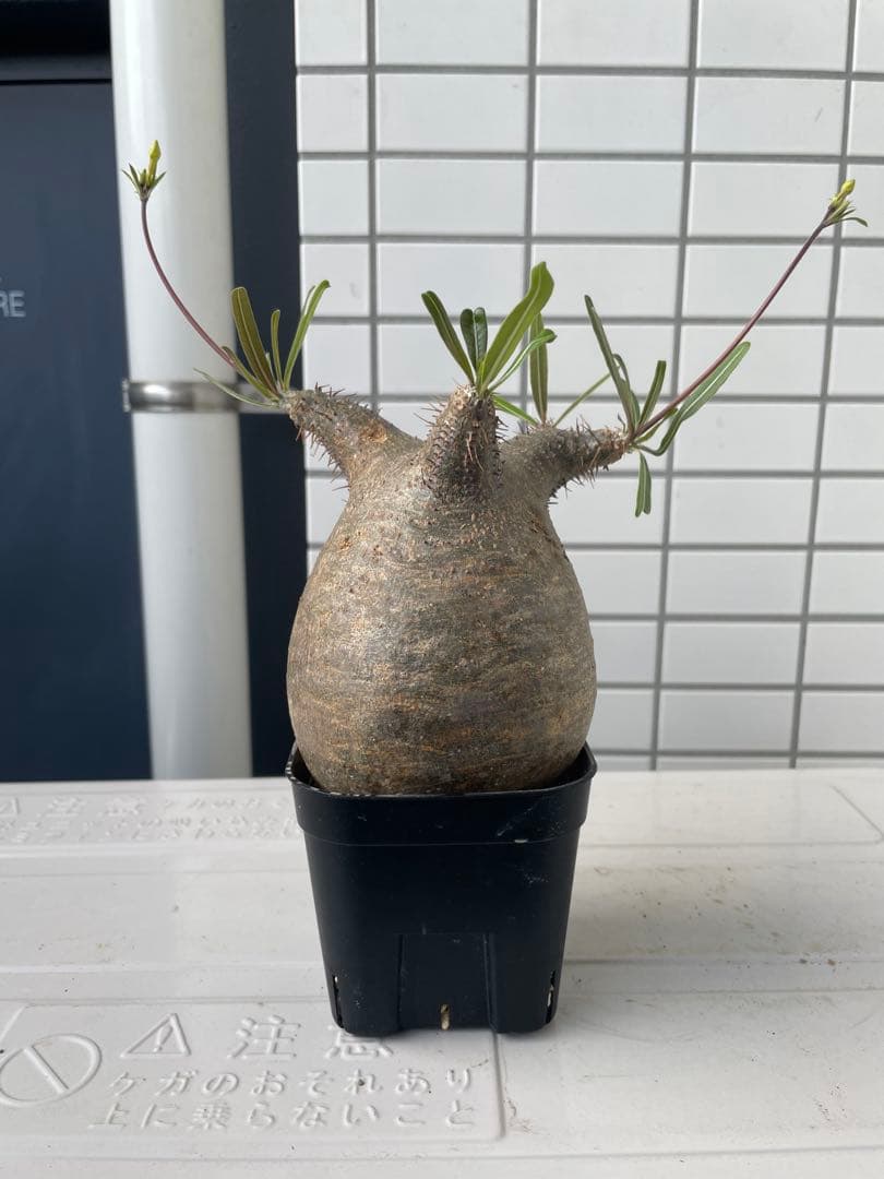 【まいすけ】パキポディウム グラキリス 模様最高