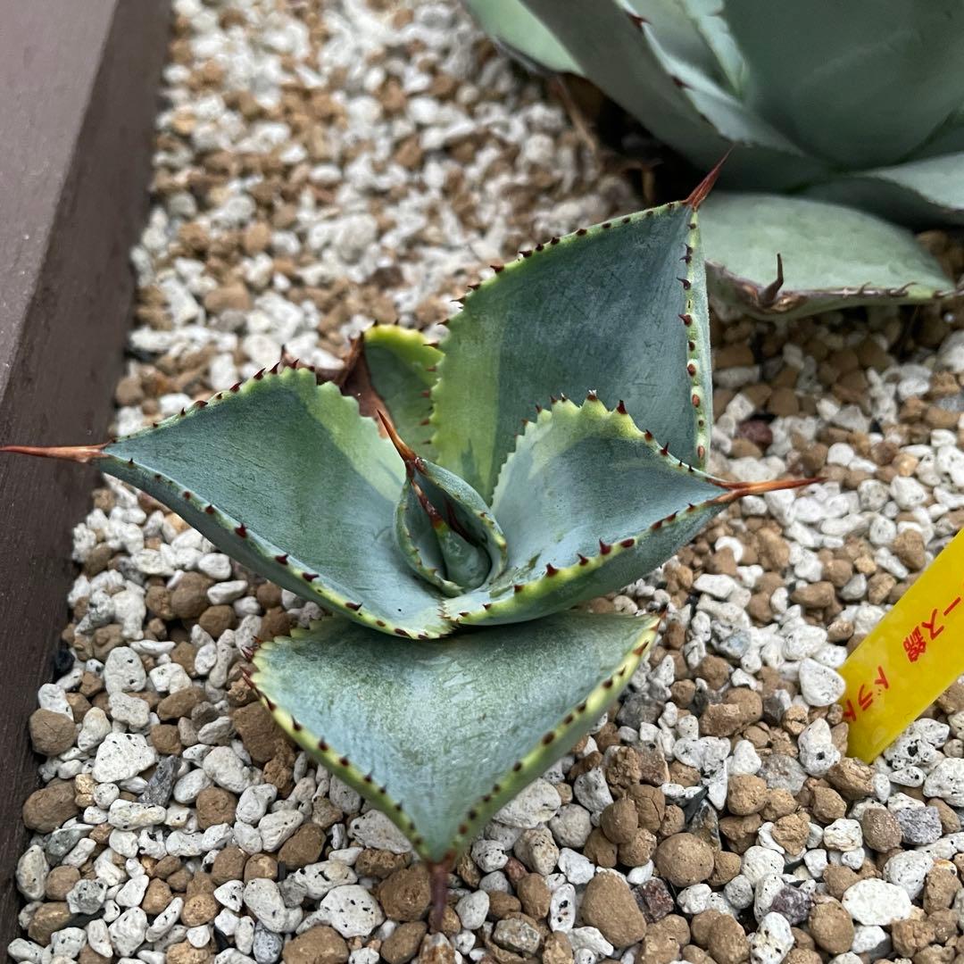 アガベ　美株　ドラゴントゥース錦　ドラド