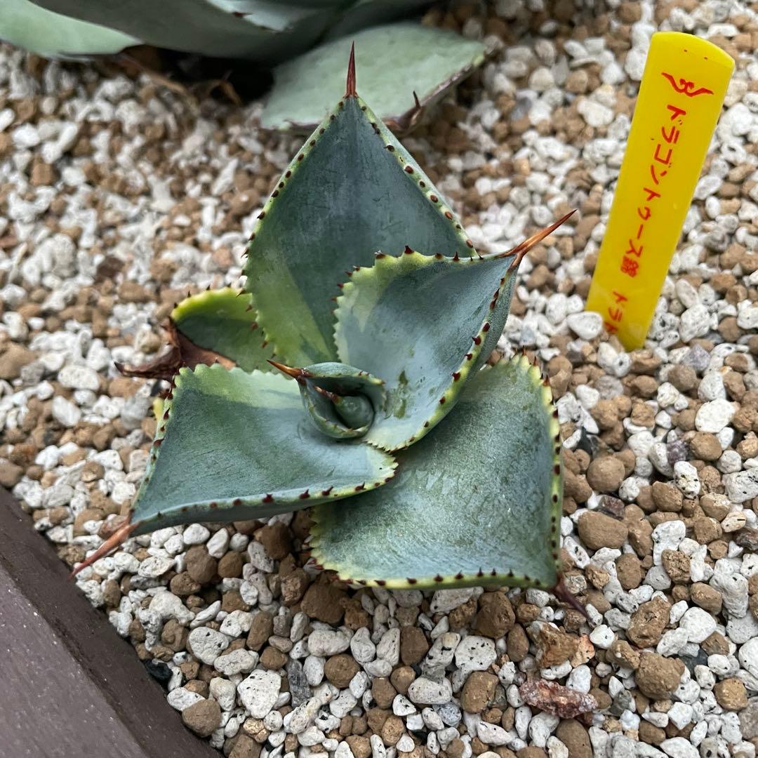 アガベ　美株　ドラゴントゥース錦　ドラド