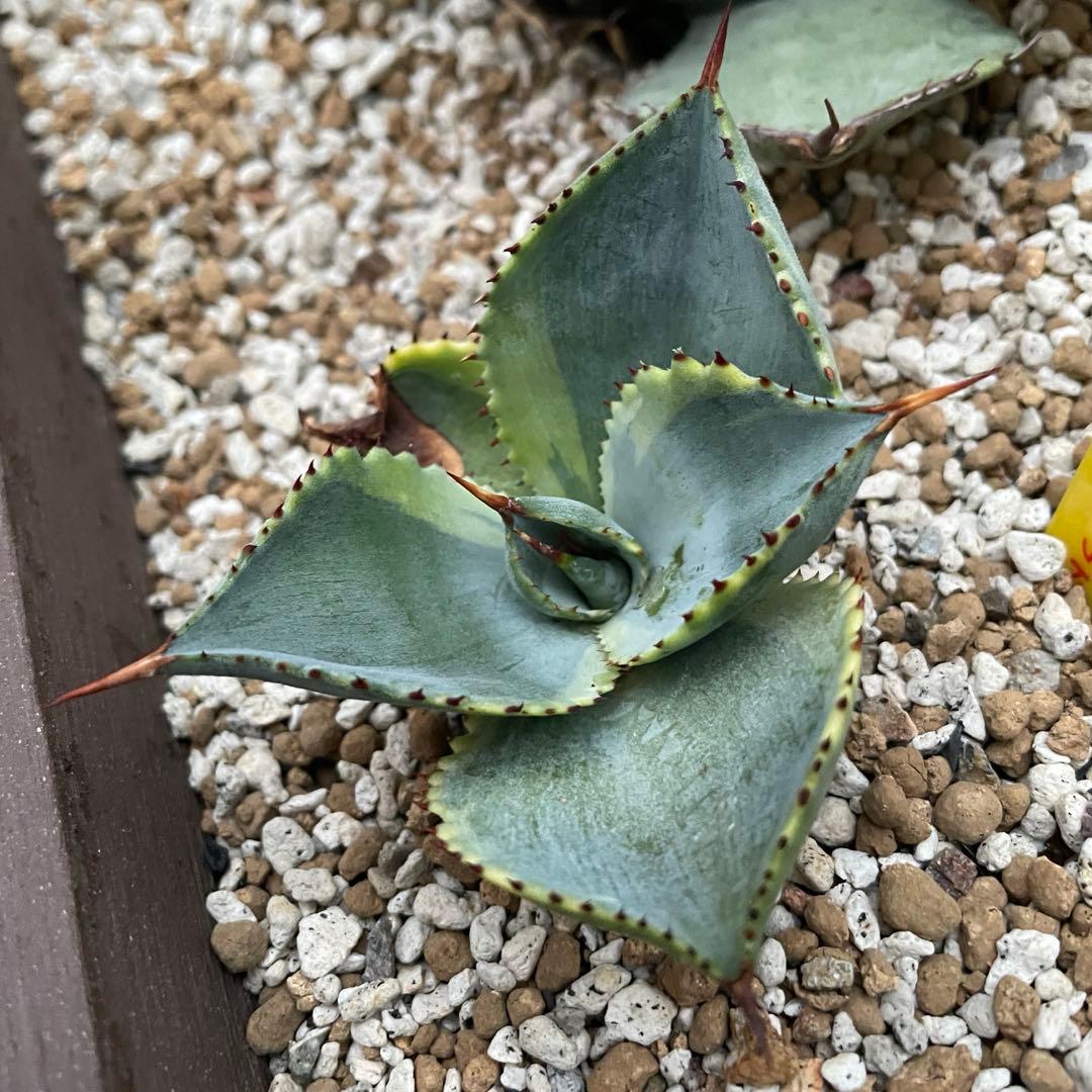 アガベ　美株　ドラゴントゥース錦　ドラド