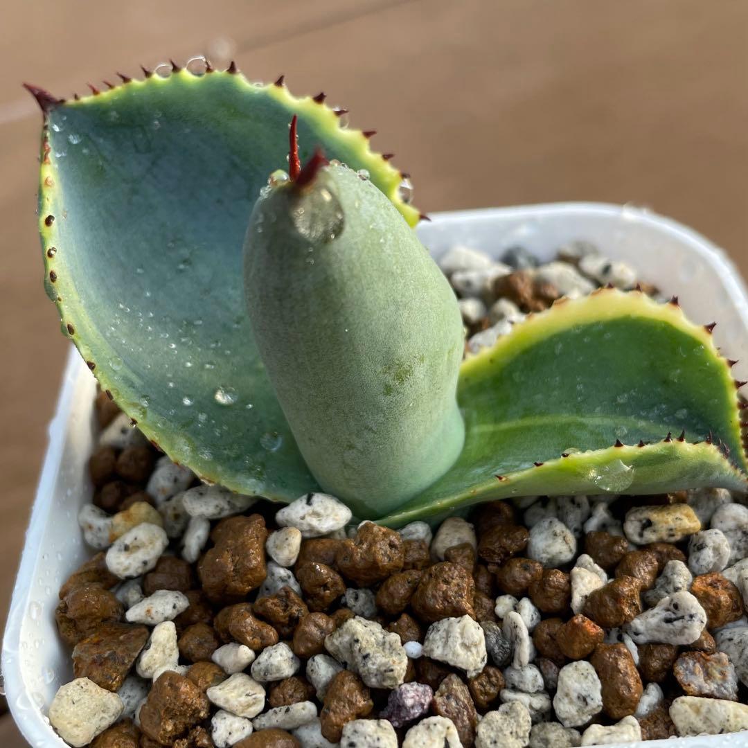 アガベ　美株　ドラゴントゥース錦　ドラド