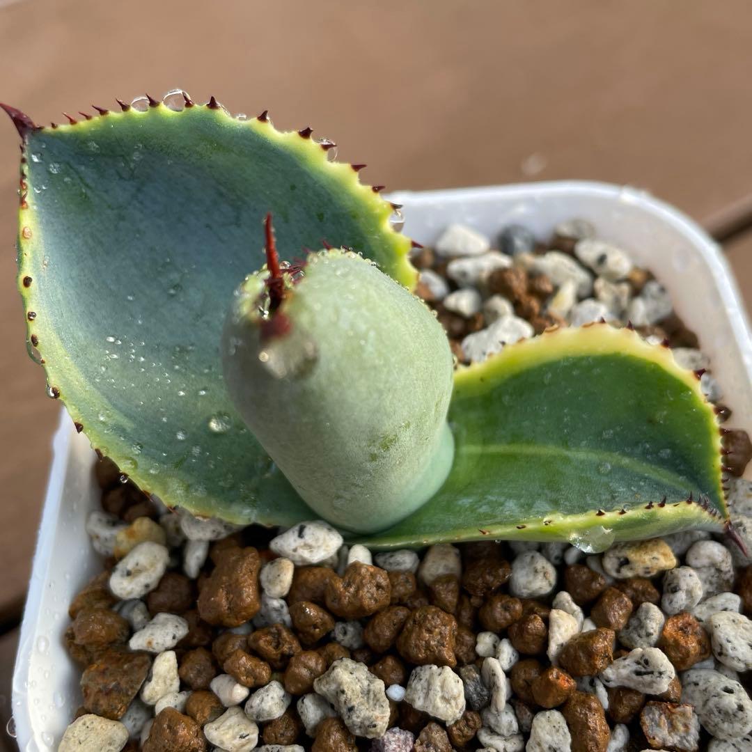 アガベ　美株　ドラゴントゥース錦　ドラド