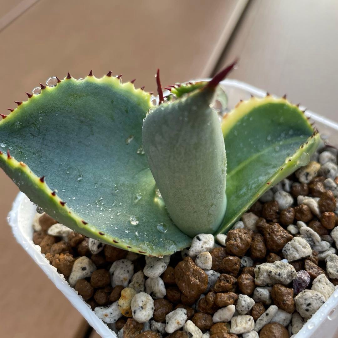 アガベ　美株　ドラゴントゥース錦　ドラド