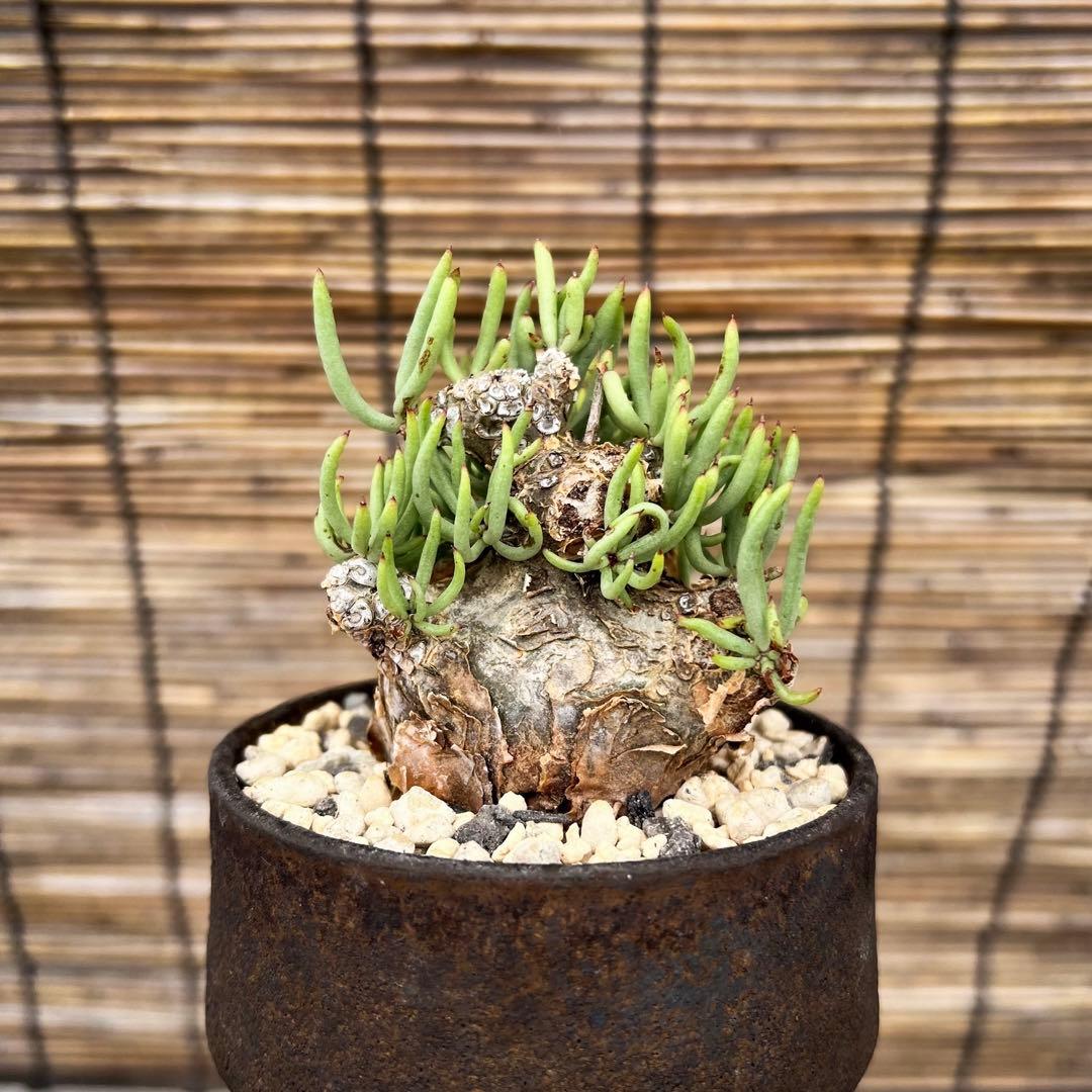 チレコドンぺアルソニー　白象　鉢付き
