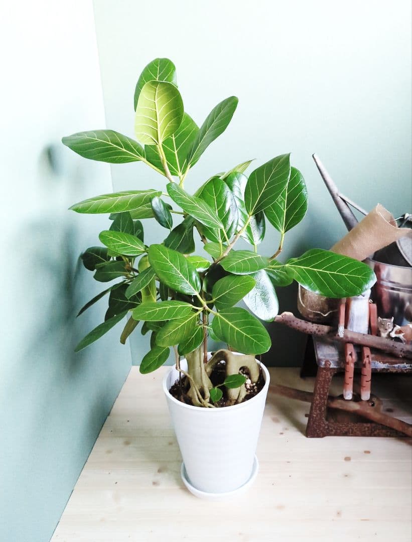 人気の根上り《現品》8号 ベンガレンシス 曲がり幹