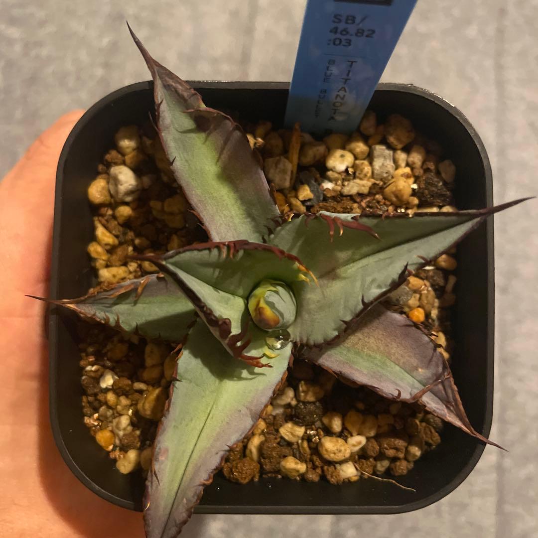 超選抜　チタノタブルー実生　子株出品（8.9枚目）　 発根済み　アガベ　超青葉